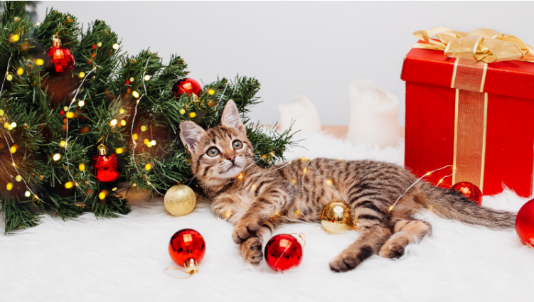Natale pet-friendly