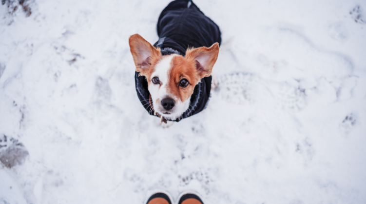 Proteggi i tuoi animali in inverno