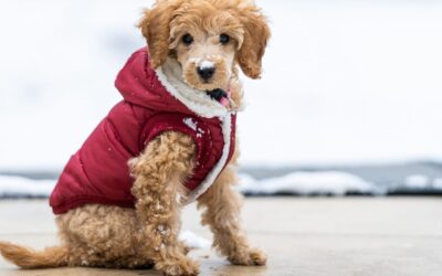 Cappottini per cani: servono davvero in inverno? Quando usarli e come proteggere il tuo cane dal freddo