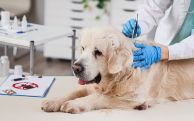 Antiparassitari sotto accusa? Facciamo chiarezza sui veri rischi per il tuo animale