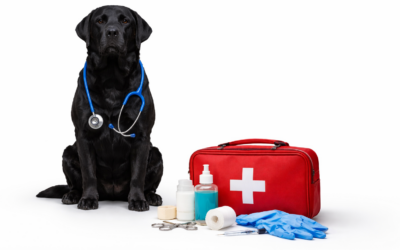 Guida al primo soccorso veterinario: scopri perché è importante saper intervenire
