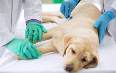 Come proteggere il proprio cane dalla leishmaniosi? Scopri tutto ciò che è utile sapere oggi